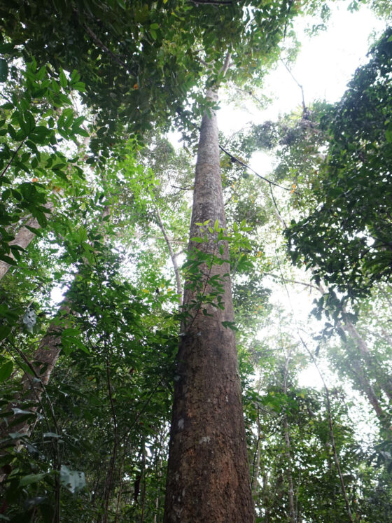 Große Bäume im Sekundärwald